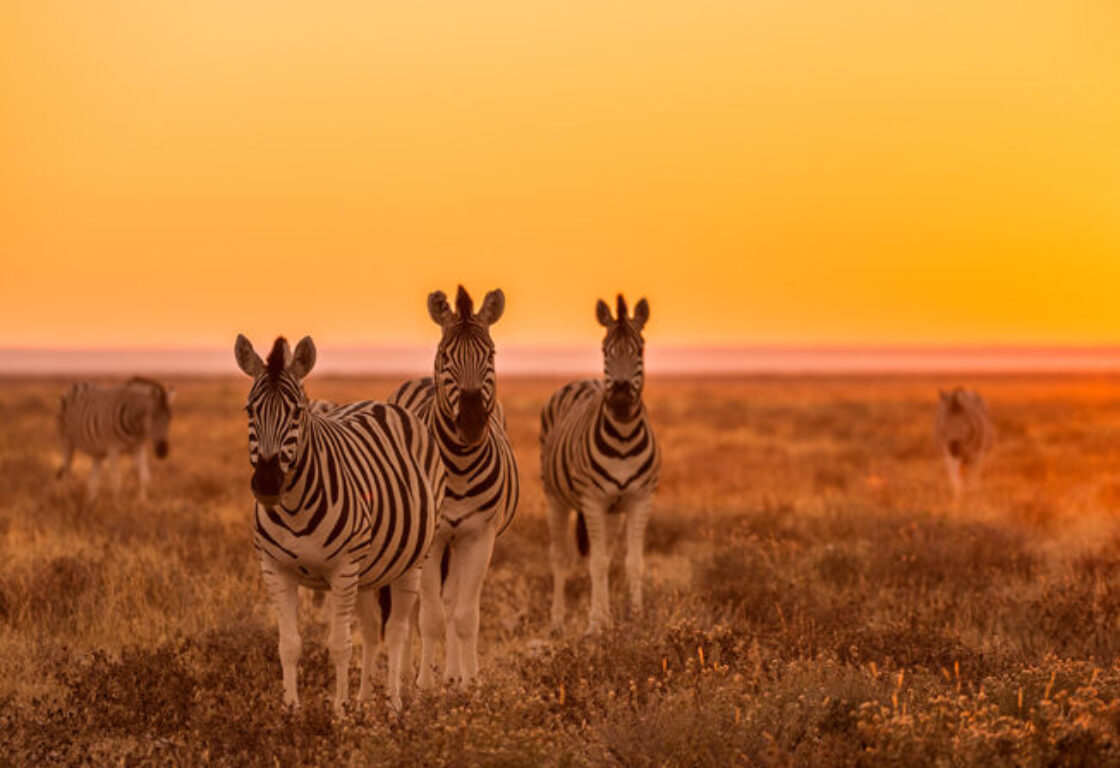 three zebras walking side by side in sunset light towards the camera in the dry savanah