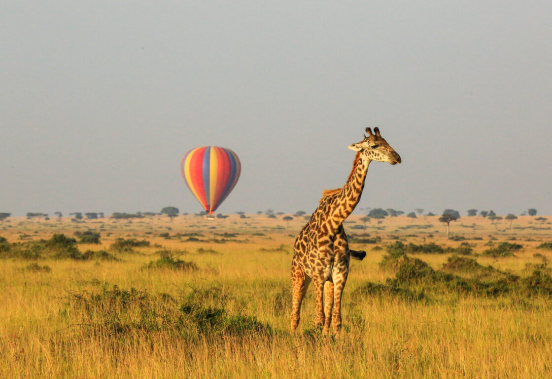 Giraffe and colorful hot air balloon in the distance - Africa