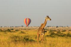 Giraffe and colorful hot air balloon in the distance - Africa