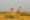Giraffe and colorful hot air balloon in the distance - Africa