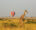 Giraffe and colorful hot air balloon in the distance - Africa