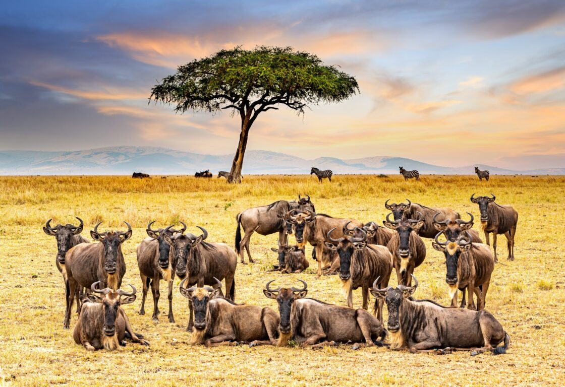 Great Migration, herd of wildebeests resting under a tree in a dry savanah in Africa