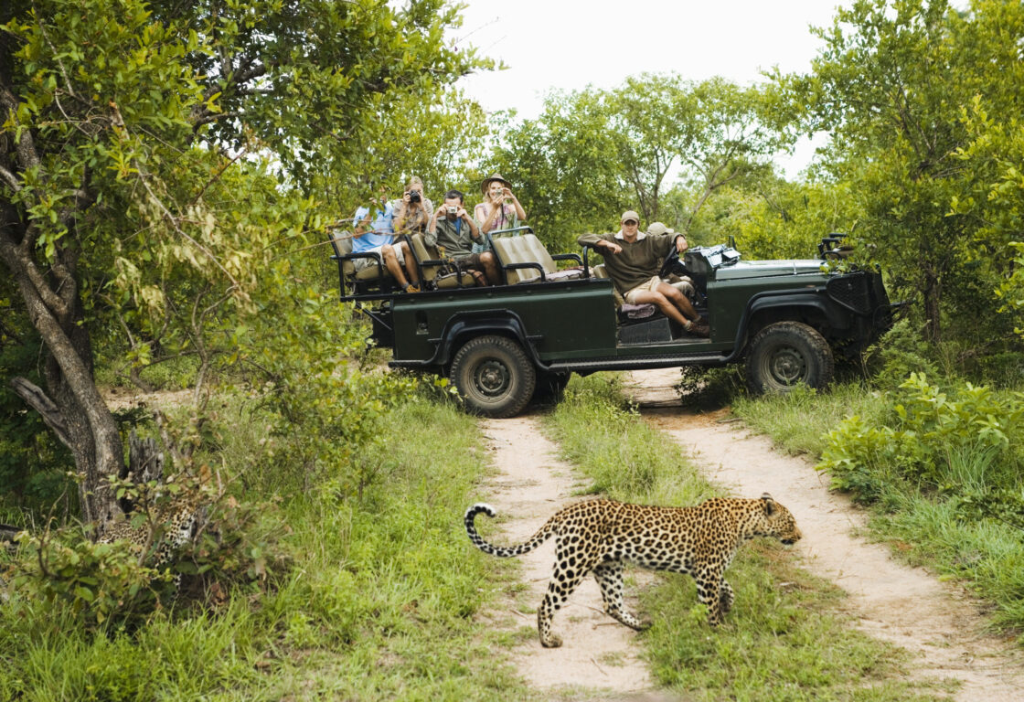 a dark safari jeep in the back of the green bush full of people looking at a cheetah in front of them crossing a path