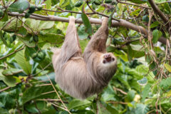 Hoffmans,Two-toed,Sloth,(choloepus,Hoffmanni),In,The,Wild,,Cahuita,,Forest