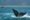 Two whale tails emerge from the ocean, with splashing water against a backdrop of distant mountains and a sandy shore, evoking a sense of calm wilderness.