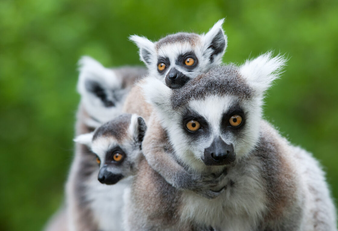 a group of lemurs looking at the camera