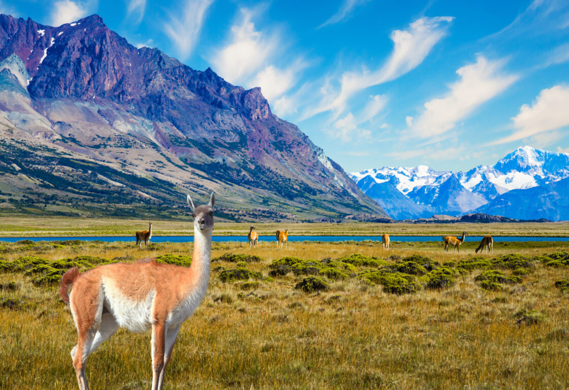 Small herd of guanaco. Guanaco is a cloven-hoofed mammal from the family of camelids, a genus of llamas. Argentina, Patagonia. Huge lake with azure water and cold mountains. Argentina Patagonia