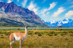 Small herd of guanaco. Guanaco is a cloven-hoofed mammal from the family of camelids, a genus of llamas. Argentina, Patagonia. Huge lake with azure water and cold mountains. Argentina Patagonia