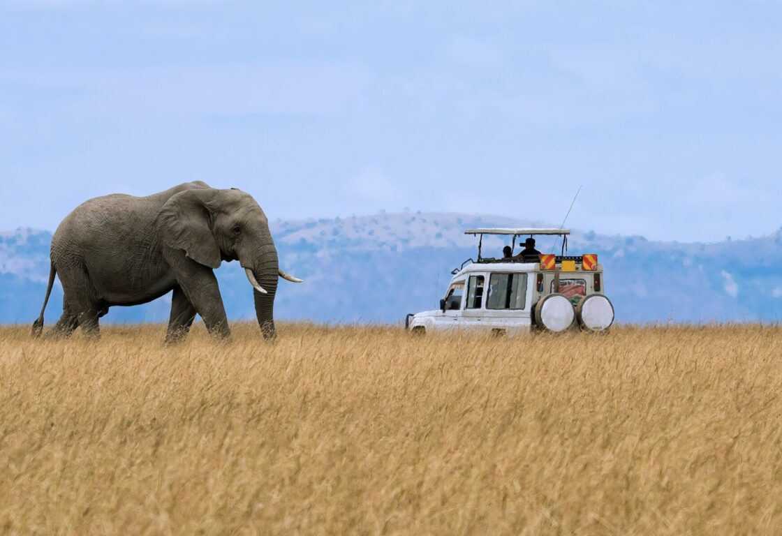 a view of a safari jeep on a game drive with one solo elephant oposite the jeep in the dry grass