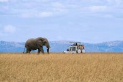 a view of a safari jeep on a game drive with one solo elephant oposite the jeep in the dry grass