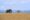 a view of a safari jeep on a game drive with one solo elephant oposite the jeep in the dry grass