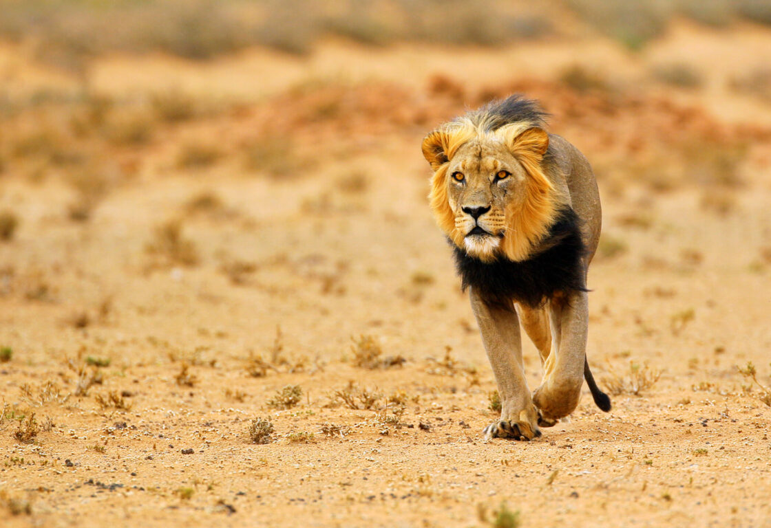 Black-maned lion walking through an arid, sandy desert plain