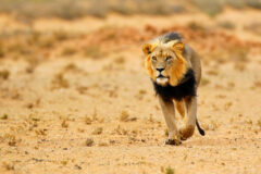Black-maned lion walking through an arid, sandy desert plain