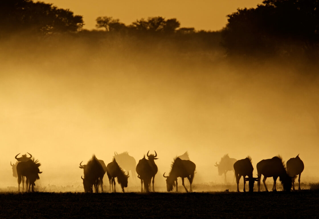 Blue wildebeest (Connochaetes taurinus) in dust at sunrise, Kalahari desert
