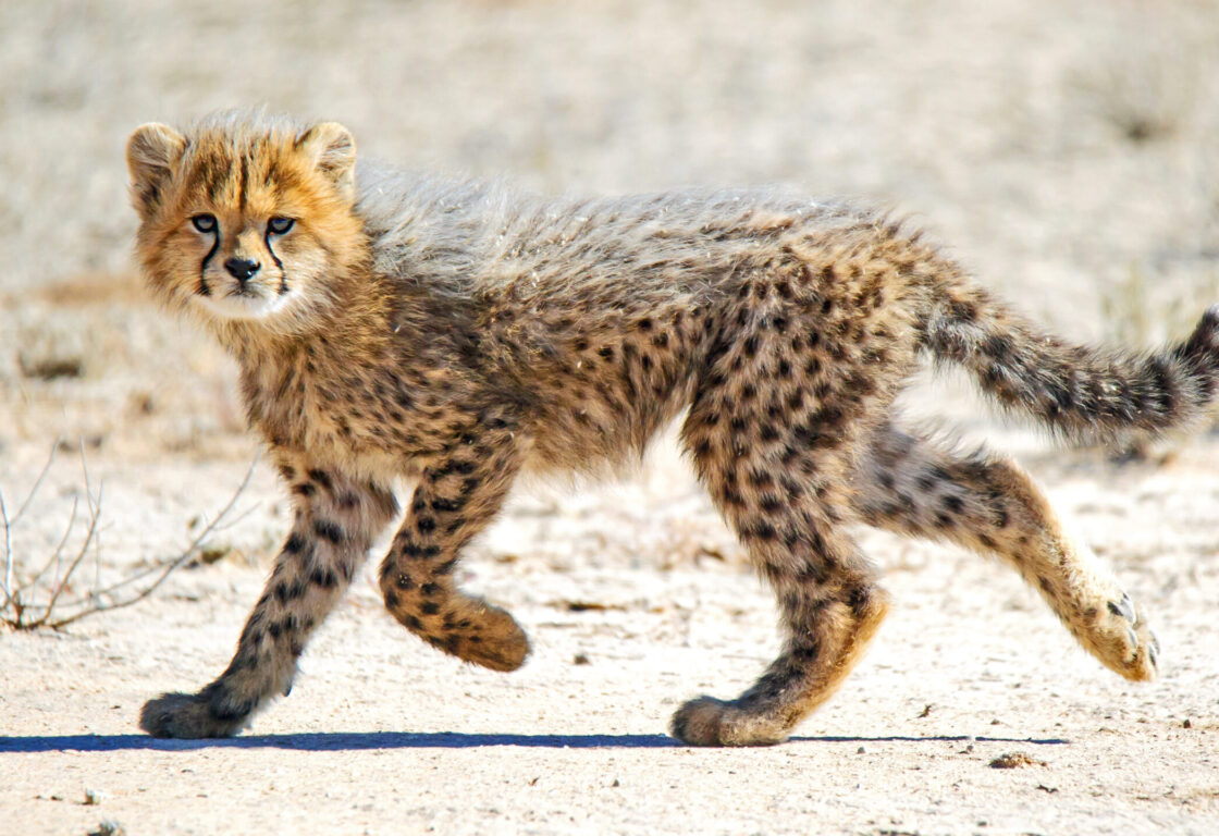Small cheetah cub walks in a dry sandy desert