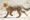Small cheetah cub walks in a dry sandy desert