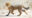 Small cheetah cub walks in a dry sandy desert