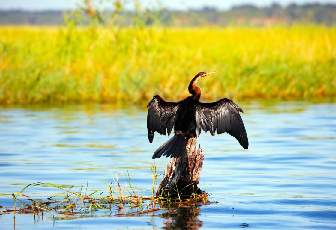 Cormorant dries feathers. Chobe National Park