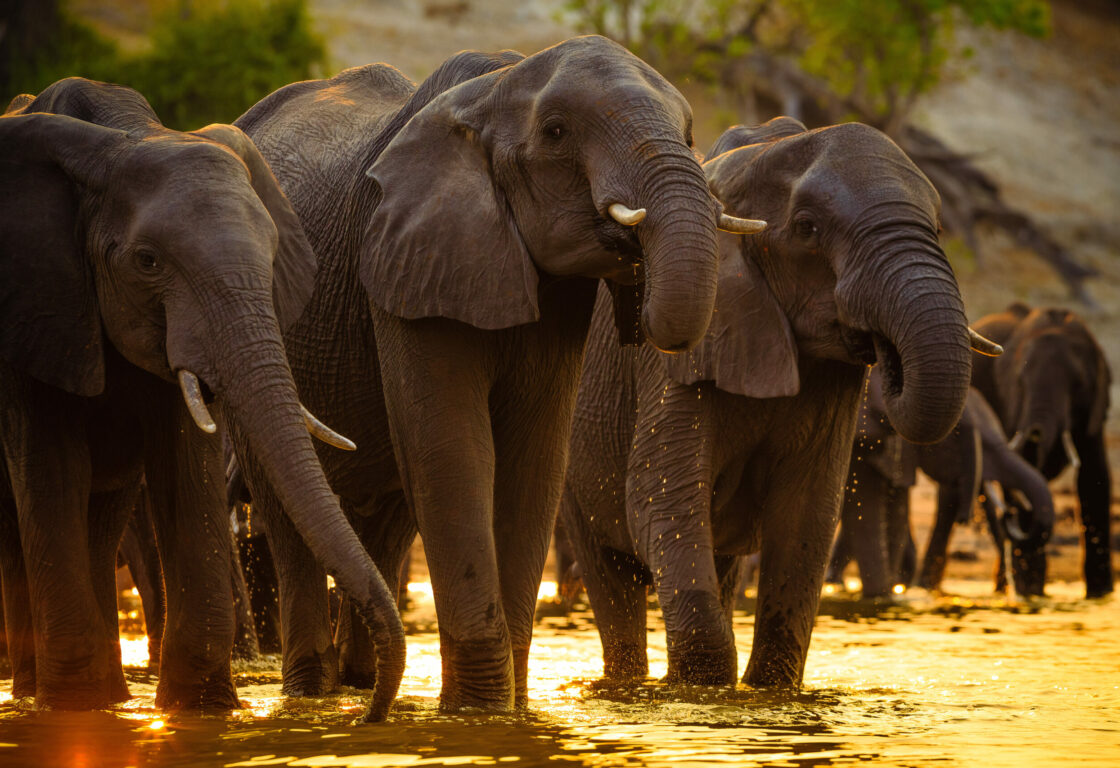 Elephants in Chobe National Park - Botswana