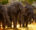 Elephants in Chobe National Park - Botswana