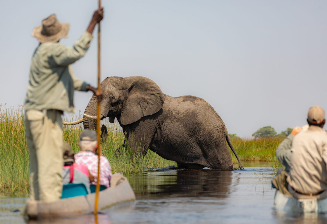 an elephant climbing out of a river waterway in front of a mokoro boat filled with tourists on safari