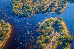 aerial view of wetlands, with a body of water winding its way through land with patches of green tree.