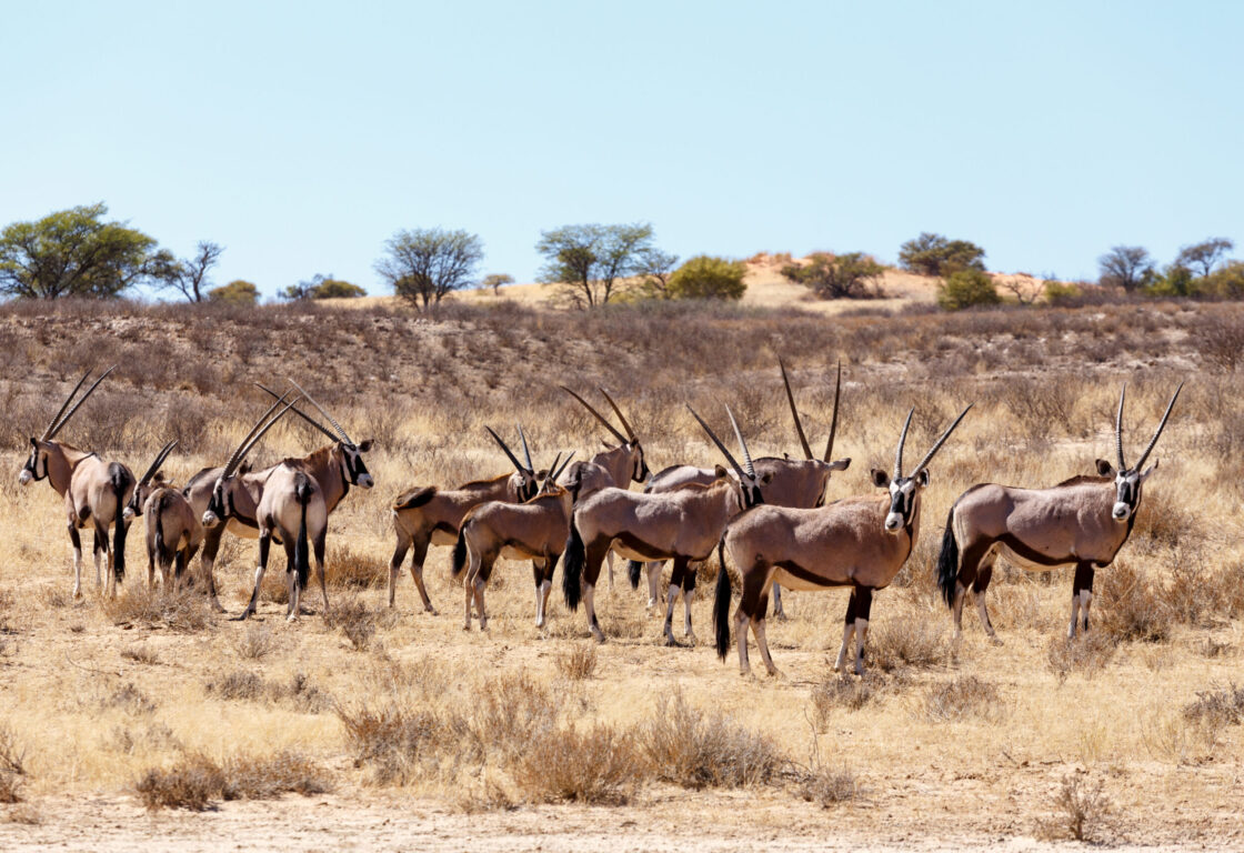 Oryx gazella herd standing in a dry grassland of Kalahari - Botswana