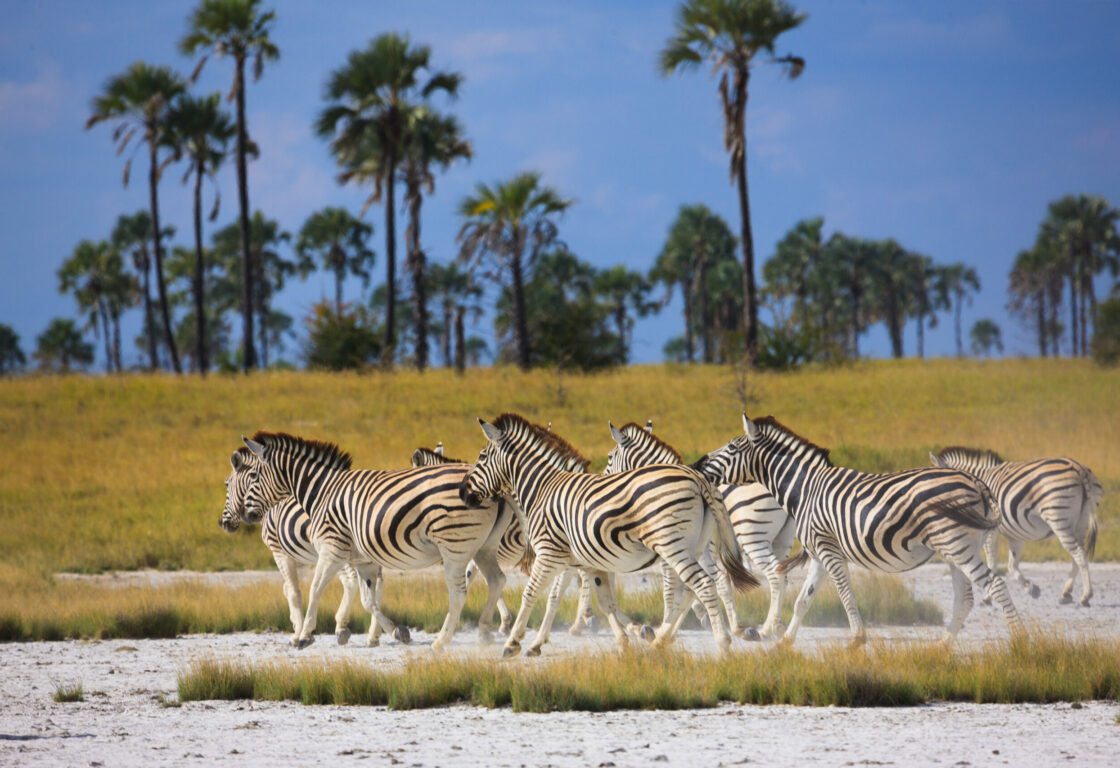 A hered of around 15 zebras stand on a small grassy patch that juts out into the middle of a river. In the background is a grassy plain and further away an array of palm trees.