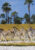 A hered of around 15 zebras stand on a small grassy patch that juts out into the middle of a river. In the background is a grassy plain and further away an array of palm trees.