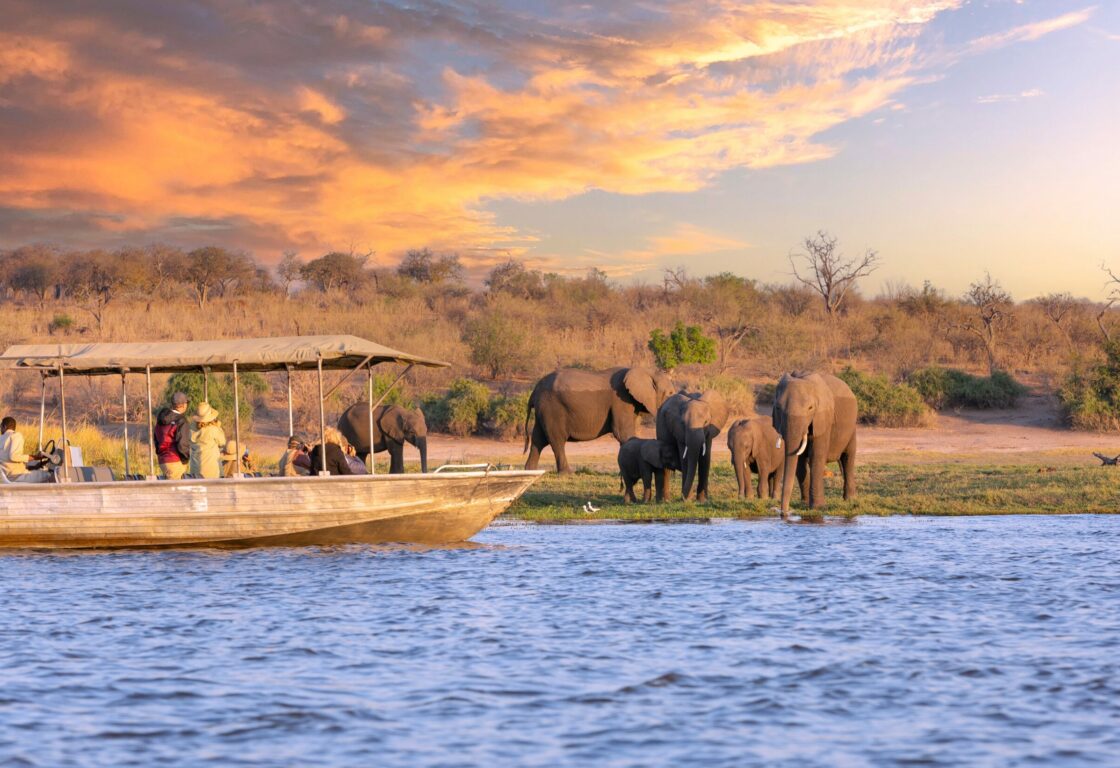 elephants stopping to drink water by the side of a river, whilst a small boat with a canopied roof glides through the calm blue waters, with a couple tourists turning to look at the elephants. Behind is a desert plain with dried up shrubs and grass, under a dusky sky, with orange clouds dotted about the clear blue.
