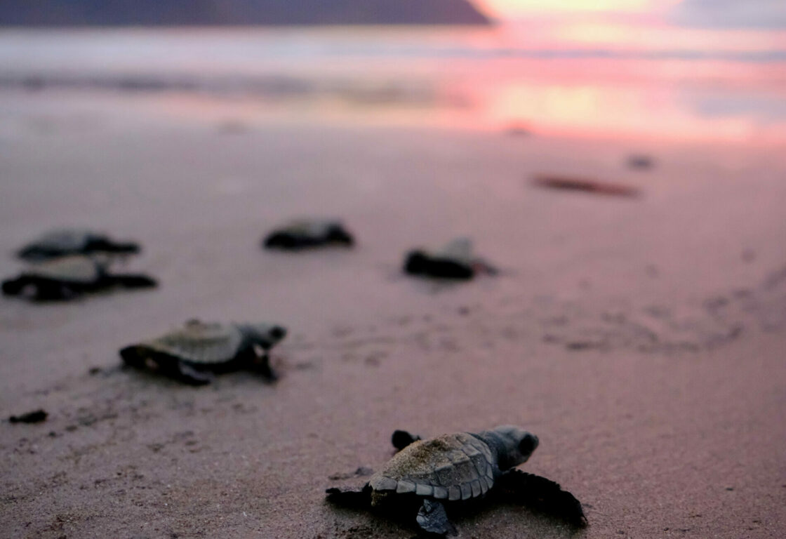 Baby sea turtles going into the ocean on a Costa Rican beach with a pink sunrise.
