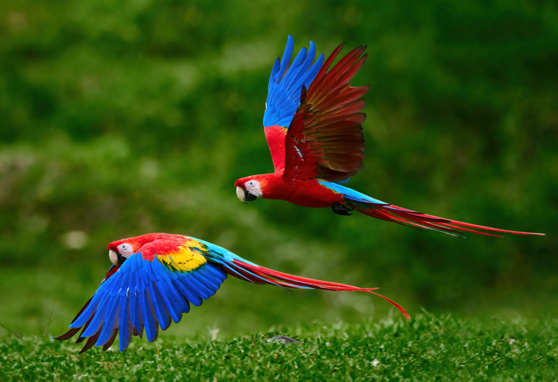 Two Scarlet Macaw parrots, flying just above the ground. Bright red and blue South American parrots, Ara macao, flying with outstretched blue wings in a tropical rainforest, Costa Rica.