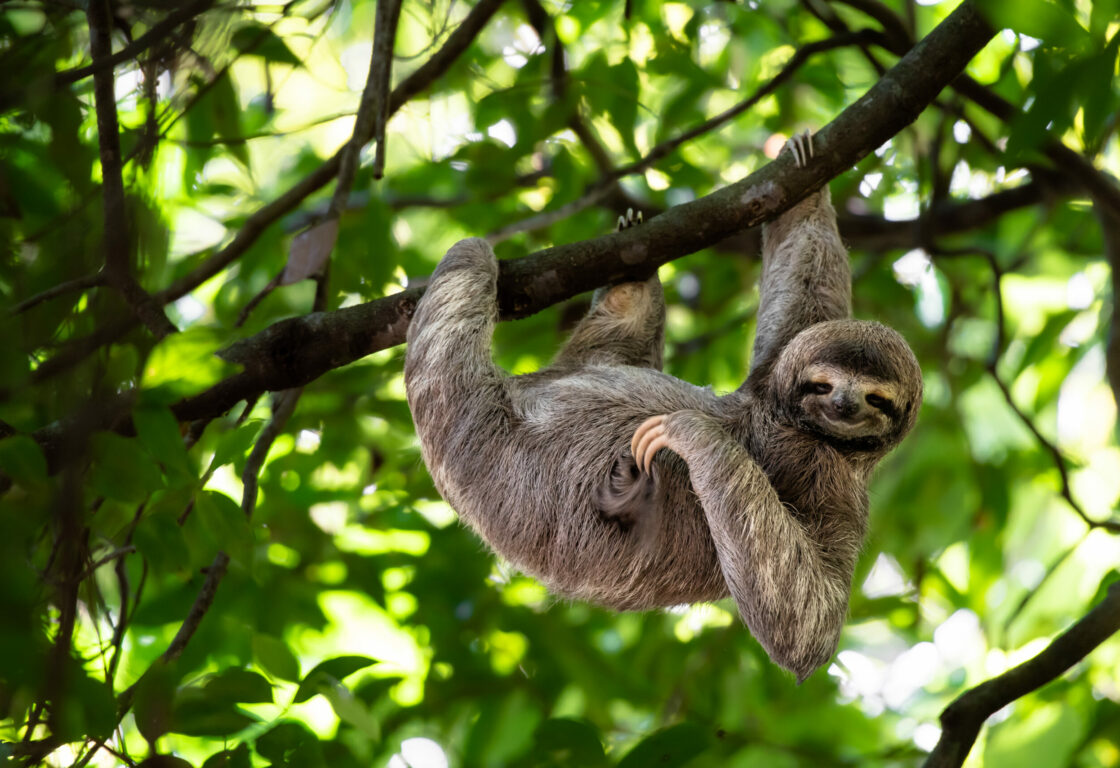a sloth hanging in a tree against a green forest background