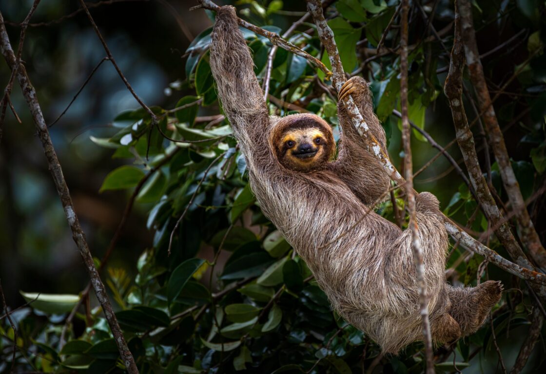 Sloth relaxing on tree branch surrounded by lush foliage