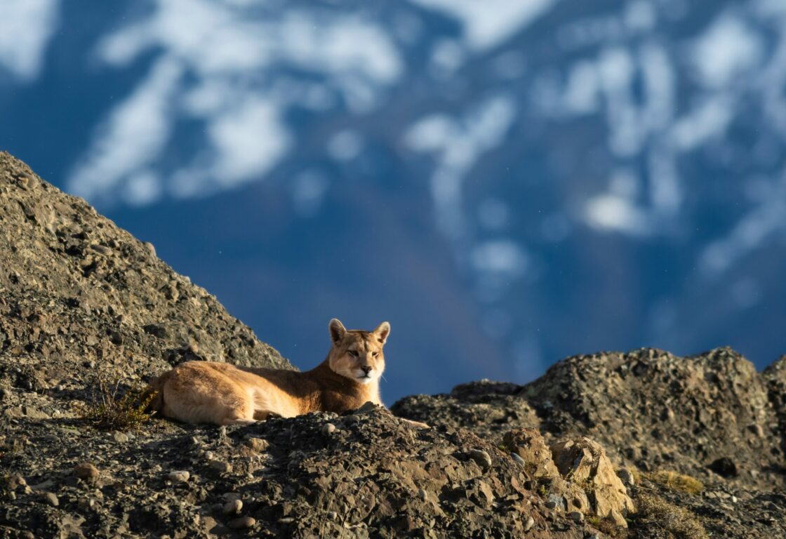 Puma lying on the rocks -in-Torres-del-Paine-National-Park
