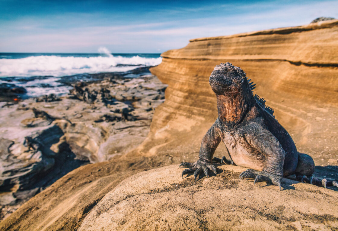 Galapagos Islands Marine Iguana - Iguanas warming in the sun on volcanic rocks on Puerto Egas (Egas port) Santiago island, Ecuador. Amazing wildlife animals on Galapagos Islands, Ecuador.