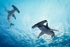 Hammerhead shark (Sphyrnidae) swimming in tropical underwaters