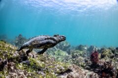 Marine Iguana (Amblyrhynchus cristatus) diving to forage for marine algae in the Galápagos Islands, Ecuador. Indigenous to this area, they can dive to depths greater than 100 feet.
