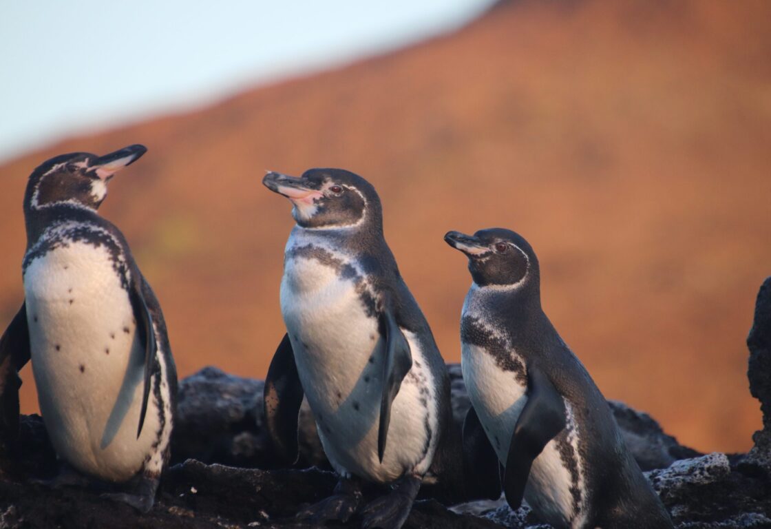 Galapagos - penguins sitting on a rock