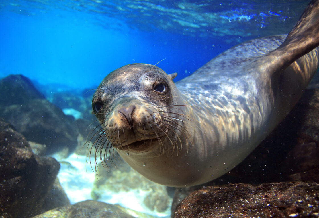Sea,Lion,Swimming,Underwater,In,Tidal,Lagoon,In,The,Galapagos