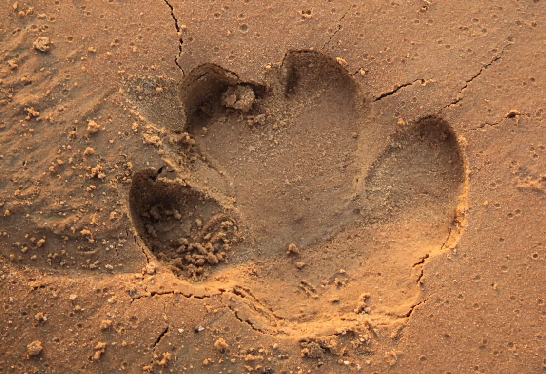 Hippo track in the sand on the riverbank. Imprint of a hippopotamus in the sand.
