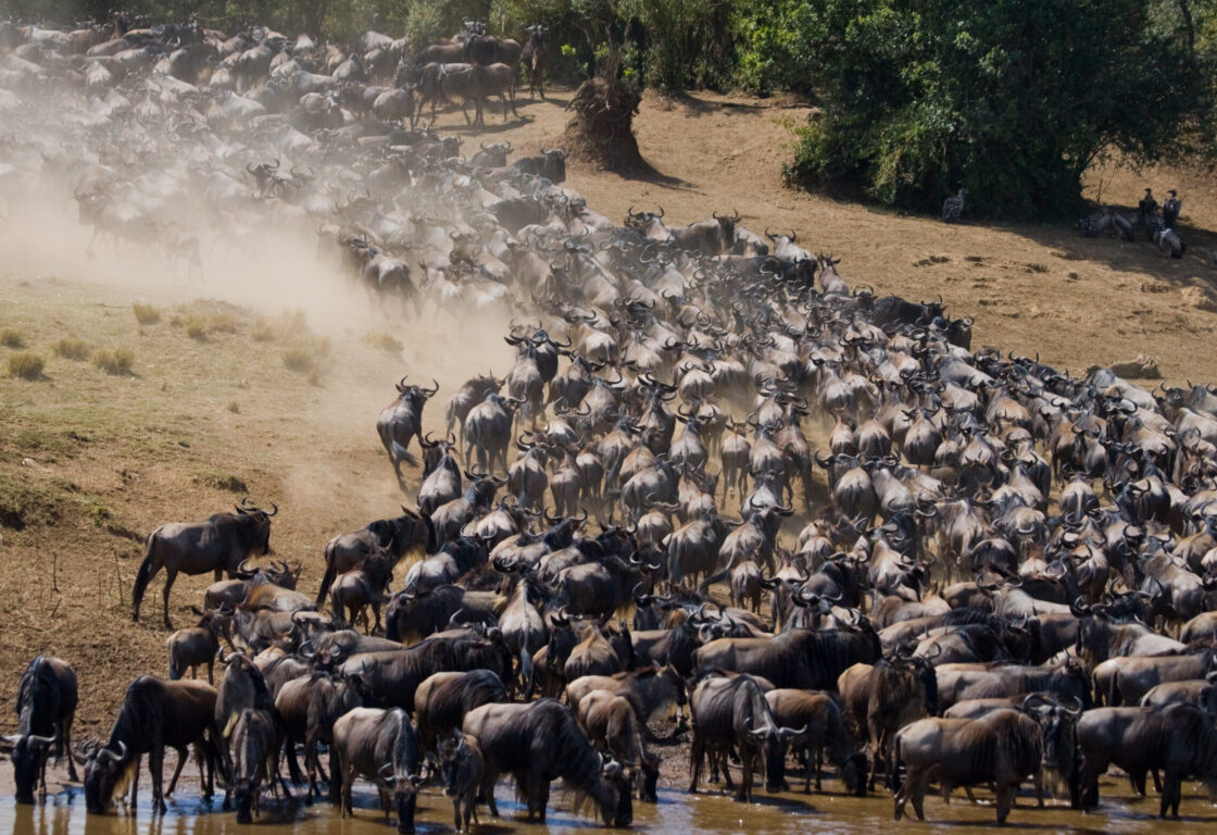 Big herd of wildebeest is about to cross Mara River. Great Migration. Kenya.