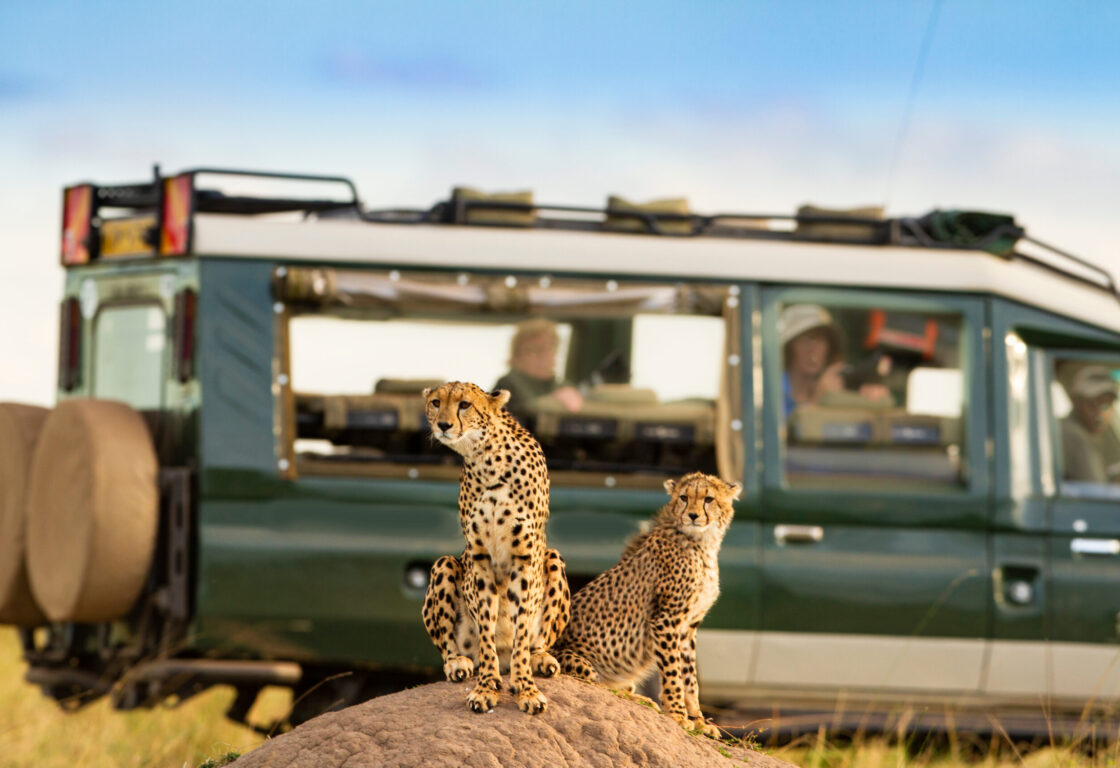 two cheetah perch on a small rock whilst in the background, a safari khaki green 4x4 with tourists peering out to look at the animals.