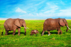 Elephants family on African savanna. Safari in Amboseli, Kenya, Africa