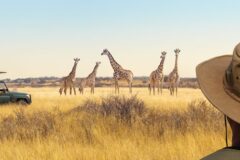 Panoramic landscape with herd of giraffes, safari game drive vehicle and a tourist on a hat in front.