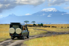 a khaki green safari 4x4 drives along a desert path, through dry looking green grassy plains. In the distance, a huge snow capped mountain range rises up against a clear blue sky.