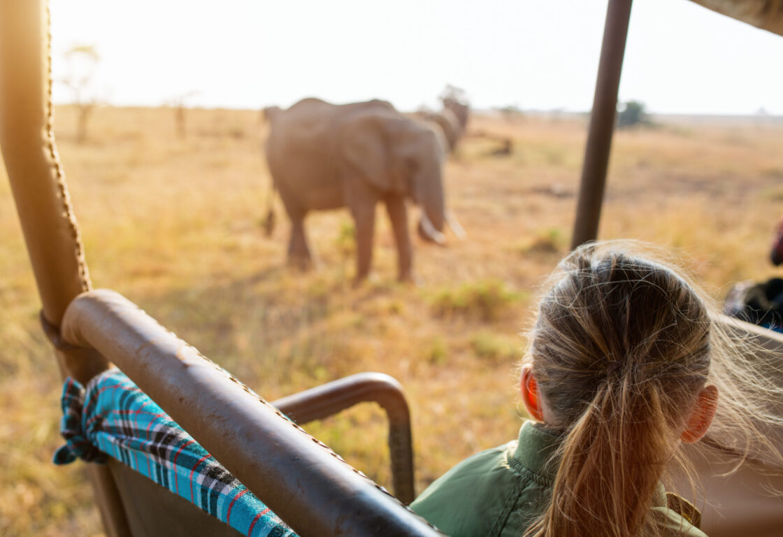 Little girl sitting in a safari vehicle looks out to a dry grassy plain with a herd of elephants grazing close to the vehicle.