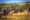 Big group of Wildebeest in Kenya, Africa