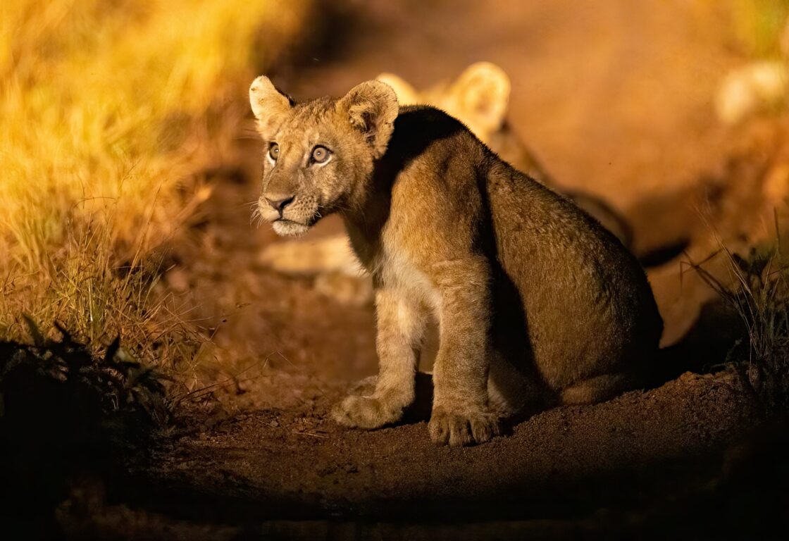 Lion cubs play fighting seen with flashlight during night time game drive
