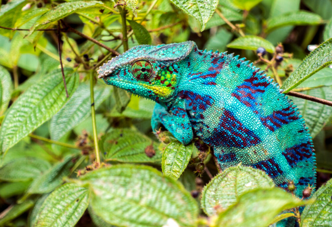 a blue and purple chameleon sits on the branch with green leaf background